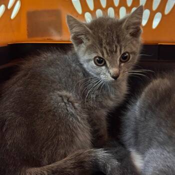 Empire -  Domestic Short Hair Cat for Adoption in Lynchburg, Virginia - Empire | PetCurious
