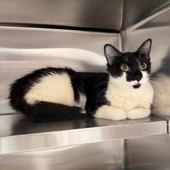 Domestic Short Hair Cats Available for Adoption in Spokane, Washington - Raya | PetCurious