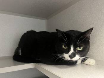 Bing -  Domestic Short Hair Cat for Adoption in Bowling Green, Ohio - Bing | PetCurious