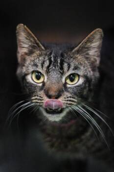 Rescue Domestic Short Hair Cats for Adoption in Calhoun, Kentucky - Nate | PetCurious
