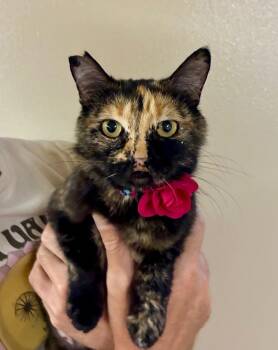 Neoma -  Domestic Short Hair Cat for Adoption in Fort Lupton, Colorado - Neoma | PetCurious