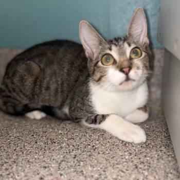 Mickey -  Domestic Short Hair Cat for Adoption in Sarasota, Florida - Mickey | PetCurious