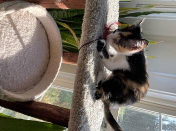 Domestic Short Hair Cats Available for Adoption - Mia JN | PetCurious