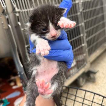 Domestic Short Hair Cats Available for Adoption in Auburn, Alabama - Rye | PetCurious