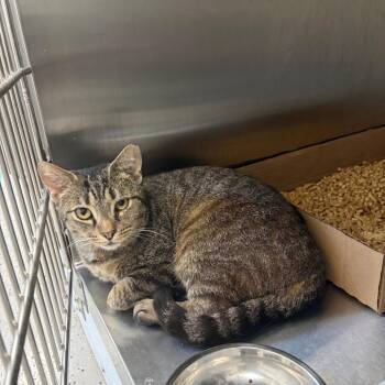 Mini -  Domestic Short Hair Cat Available for Adoption in La Grange, Kentucky - Mini | PetCurious