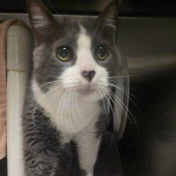 Rocky -  Domestic Short Hair Cat for Adoption in Kennebunk, Maine - Rocky | PetCurious
