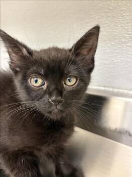 SPRINKLE -  Domestic Short Hair Cat for Adoption in Las Vegas, Nevada - SPRINKLE | PetCurious