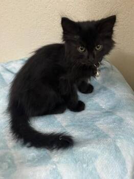 PixelPurr -  Domestic Long Hair Cat for Adoption in Fort Collins, Colorado - PixelPurr | PetCurious