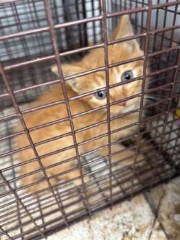 Domestic Short Hair Cats Available for Adoption in Houston, Texas - A654920 | PetCurious