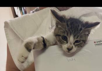 INDY -  Domestic Short Hair Cat for Adoption in Ben Avon, Pennsylvania - INDY | PetCurious