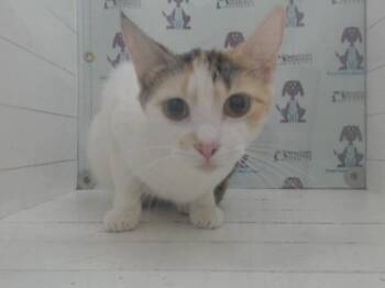 Domestic Short Hair Cats Available for Adoption in Orlando, Florida - MARSHMELLOW | PetCurious