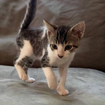Domestic Short Hair Cats Available for Adoption in Grand Rapids, Michigan - Runt - Chow Hound Knapp