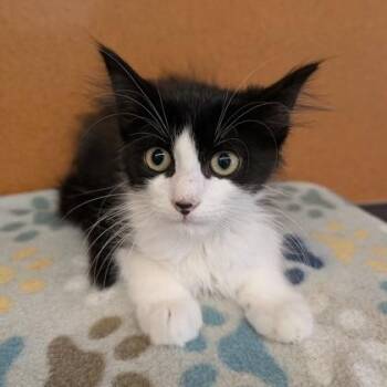 Patch -  Domestic Medium Hair Cat for Adoption in Rochester, Minnesota - Patch | PetCurious