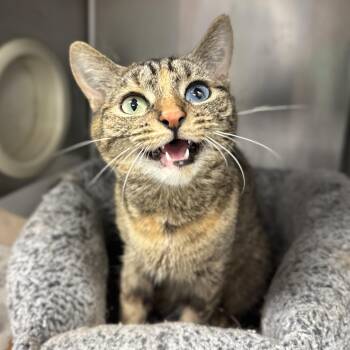 Cockatoo -  Domestic Short Hair Cat for Adoption in Philadelphia, Pennsylvania - Cockatoo | PetCurious