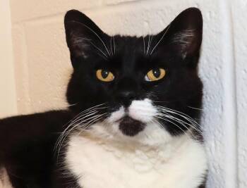 Domestic Short Hair Cats Available for Adoption in Euclid, Ohio - Mr. Whiskers | PetCurious