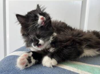 Hershey -  Domestic Medium Hair and Domestic Short Hair Cat for Adoption in East Amwell Township, New Jersey - Hershey | PetCurious