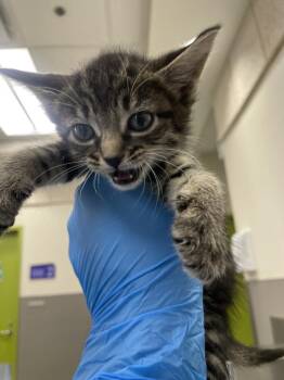 Domestic Short Hair Cats Available for Adoption in Las Vegas, Nevada - BLUEBERRY | PetCurious