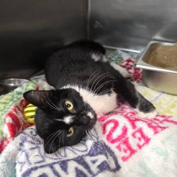 Binx -  Domestic Short Hair Cat for Adoption in Eagle Mountain, Utah - Binx | PetCurious