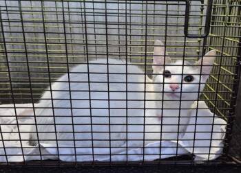 TORTA -  Domestic Short Hair Cat for Adoption in San Antonio, Texas - TORTA | PetCurious