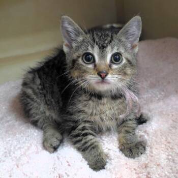 Pecan -  Domestic Short Hair Cat for Adoption in Michigan City, Indiana - Pecan | PetCurious