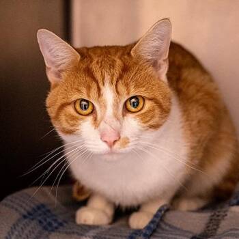 Bubba -  Domestic Short Hair Cat for Adoption in Brockton, Massachusetts - Bubba | PetCurious
