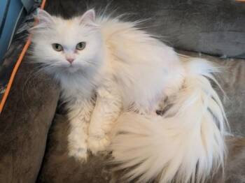 ANGEL -  Persian Cat for Adoption in Kenosha, Wisconsin - ANGEL | PetCurious