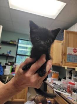 Peek a Boo -  Domestic Short Hair Cat for Adoption in Harbor Springs, Michigan - Peek A Boo | PetCurious