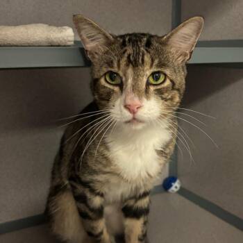Jasper -  Domestic Short Hair Cat for Adoption in Port Charlotte, Florida - Jasper | PetCurious
