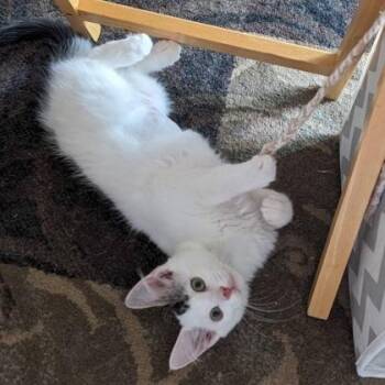 Emu -  Domestic Medium Hair and Domestic Short Hair Cat for Adoption in Verona, Wisconsin - Emu | PetCurious