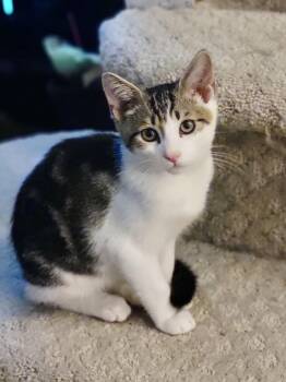 Rescue Domestic Short Hair Cats for Adoption in Philadelphia, Pennsylvania - Frank | PetCurious