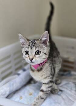 Rescue Domestic Short Hair Cats for Adoption in North Charleston, South Carolina - 88247a Minka-Petco West Ashley | PetCurious