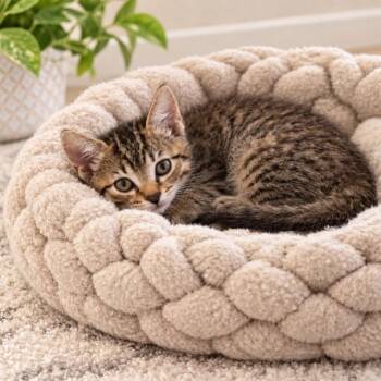 Sissy -  Domestic Medium Hair Cat for Adoption in Madisonville, Tennessee - Sissy | PetCurious
