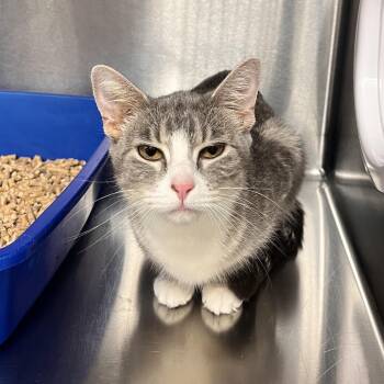 Domestic Short Hair Cats Available for Adoption in Mentor, Ohio - Sgaeyl | PetCurious