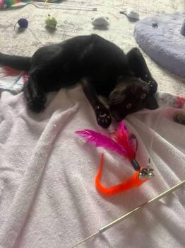 Starling -  Domestic Short Hair Cat for Adoption in St. Cloud, Florida - Starling | PetCurious