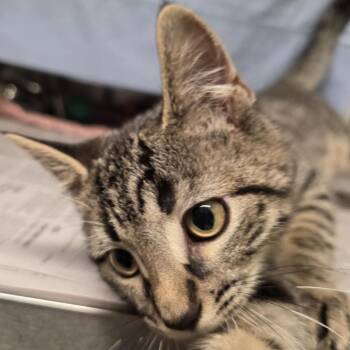 Rumble -  Domestic Short Hair Cat for Adoption in Kennebunk, Maine - Rumble | PetCurious