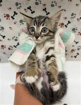 A1934681 -  Domestic Short Hair Cat for Adoption in Riverside, California - A1934681 | PetCurious