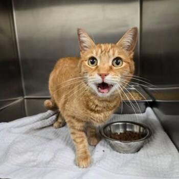 Domestic Short Hair Cats Available for Adoption - Peach Rings | PetCurious