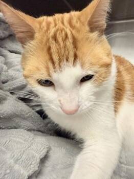 Pickle -  Domestic Short Hair Cat for Adoption in Lowell, Massachusetts - Pickle | PetCurious