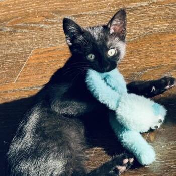 Darjeeling (bonded with Victoria) -  Domestic Short Hair Cat Available for Adoption in Chicago, Illinois - Darjeeling (bonded With Victoria) | PetCurious