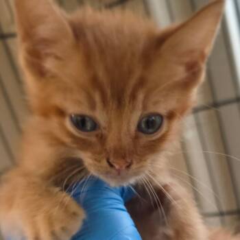Domestic Short Hair Cats Available for Adoption in San Antonio, Texas - Stella | PetCurious