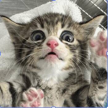Domestic Short Hair Cats Available for Adoption in West Palm Beach, Florida - Sunrise | PetCurious