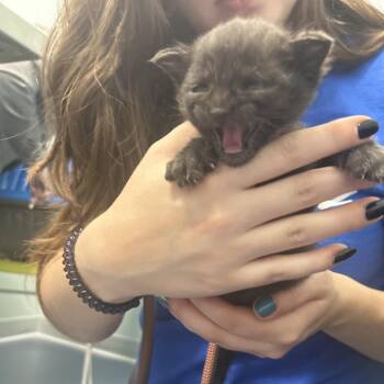 Domestic Short Hair Cats Available for Adoption in Greensboro, North Carolina - Pitfall | PetCurious