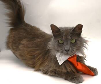 Russian Blue and Maine Coon Cats Available for Adoption in Mobile, Alabama - Gorgeous George | PetCurious