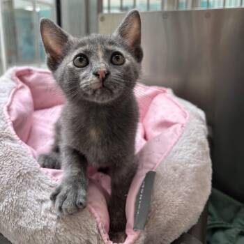 Penny -  Domestic Short Hair Cat for Adoption in Corpus Christi, Texas - Penny | PetCurious