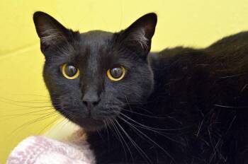 Domestic Short Hair Cats Available for Adoption in Sanford, Florida - Stella | PetCurious