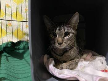 Domestic Short Hair Cats Available for Adoption in Winthrop, Maine - Aphid | PetCurious