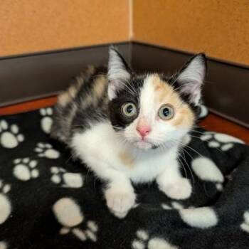 Brooklyn -  Domestic Short Hair Cat for Adoption in Rochester, Minnesota - Brooklyn | PetCurious