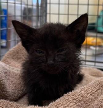 Domestic Short Hair Cats Available for Adoption in Fort Myers, Florida - PHOENIX | PetCurious