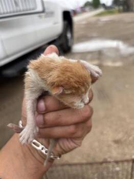 Domestic Short Hair Cats Available for Adoption in Houston, Texas - A654096 | PetCurious