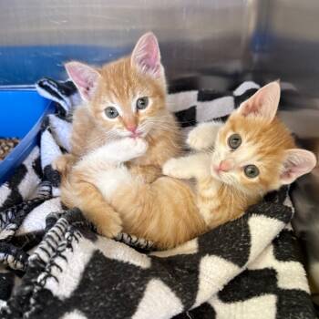 Rescue Domestic Short Hair Cats for Adoption in Kanab, Utah - Atole | PetCurious